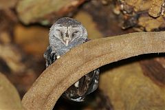 Sooty Owl